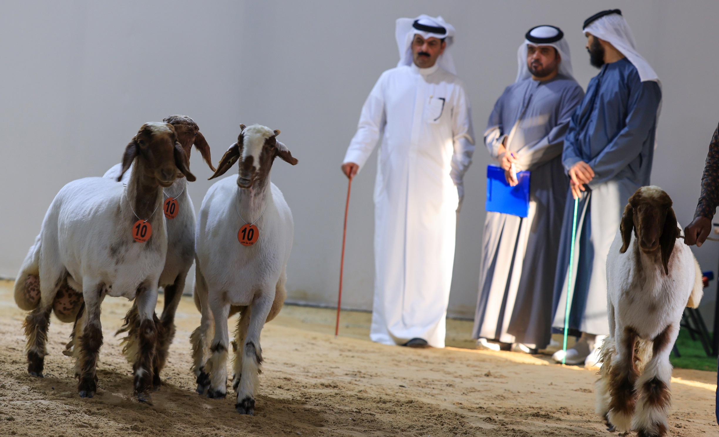 مهرجان الظفرة 17 يتوج الفائزين في الخيل والسلوقي العربي وغنم النعيم