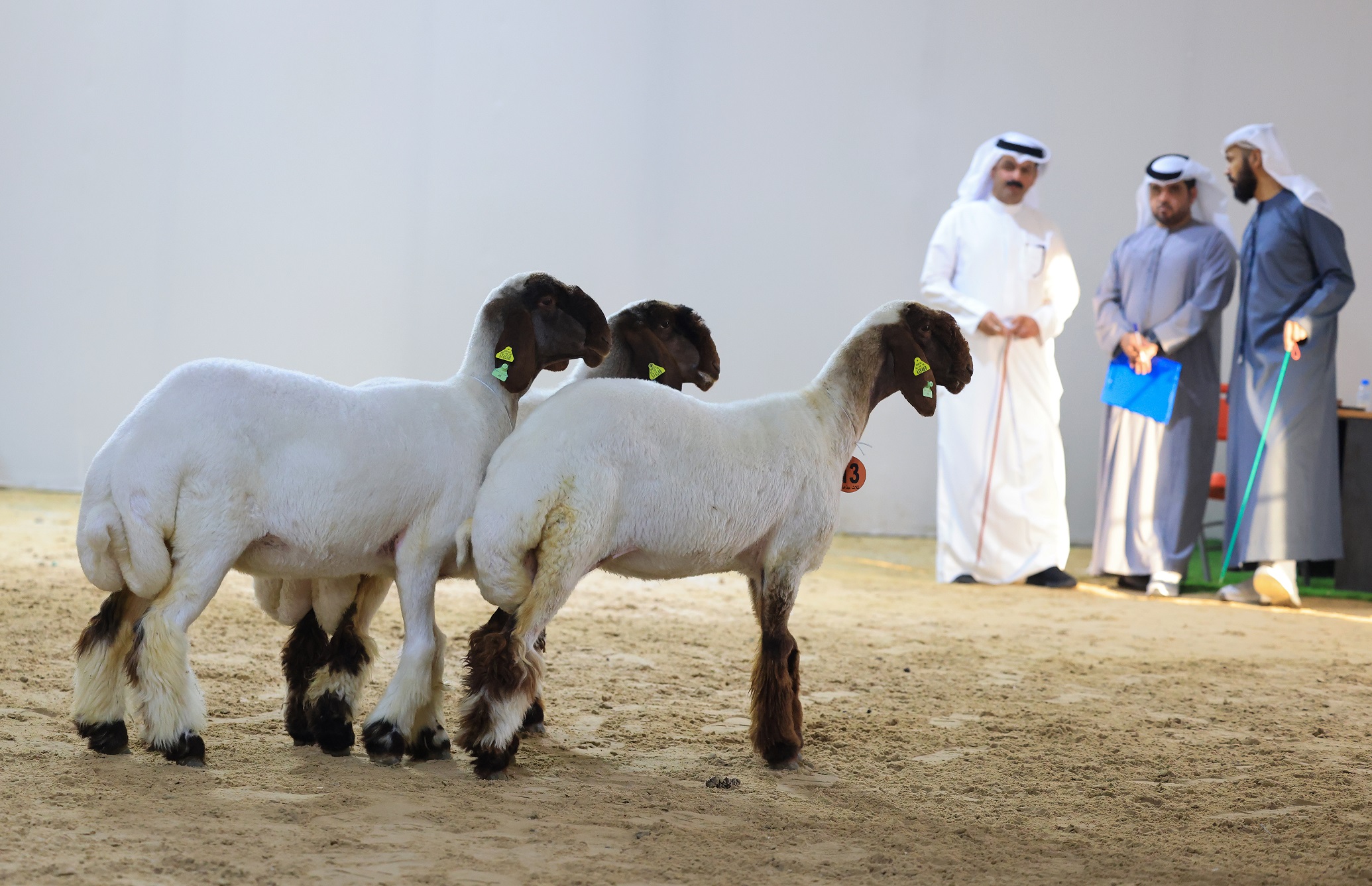 مهرجان الظفرة 17 يتوج الفائزين في الخيل والسلوقي العربي وغنم النعيم