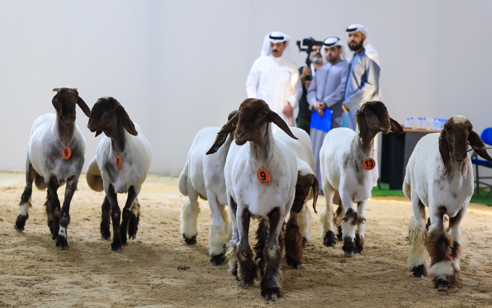 مهرجان الظفرة 17 يتوج الفائزين في الخيل والسلوقي العربي وغنم النعيم