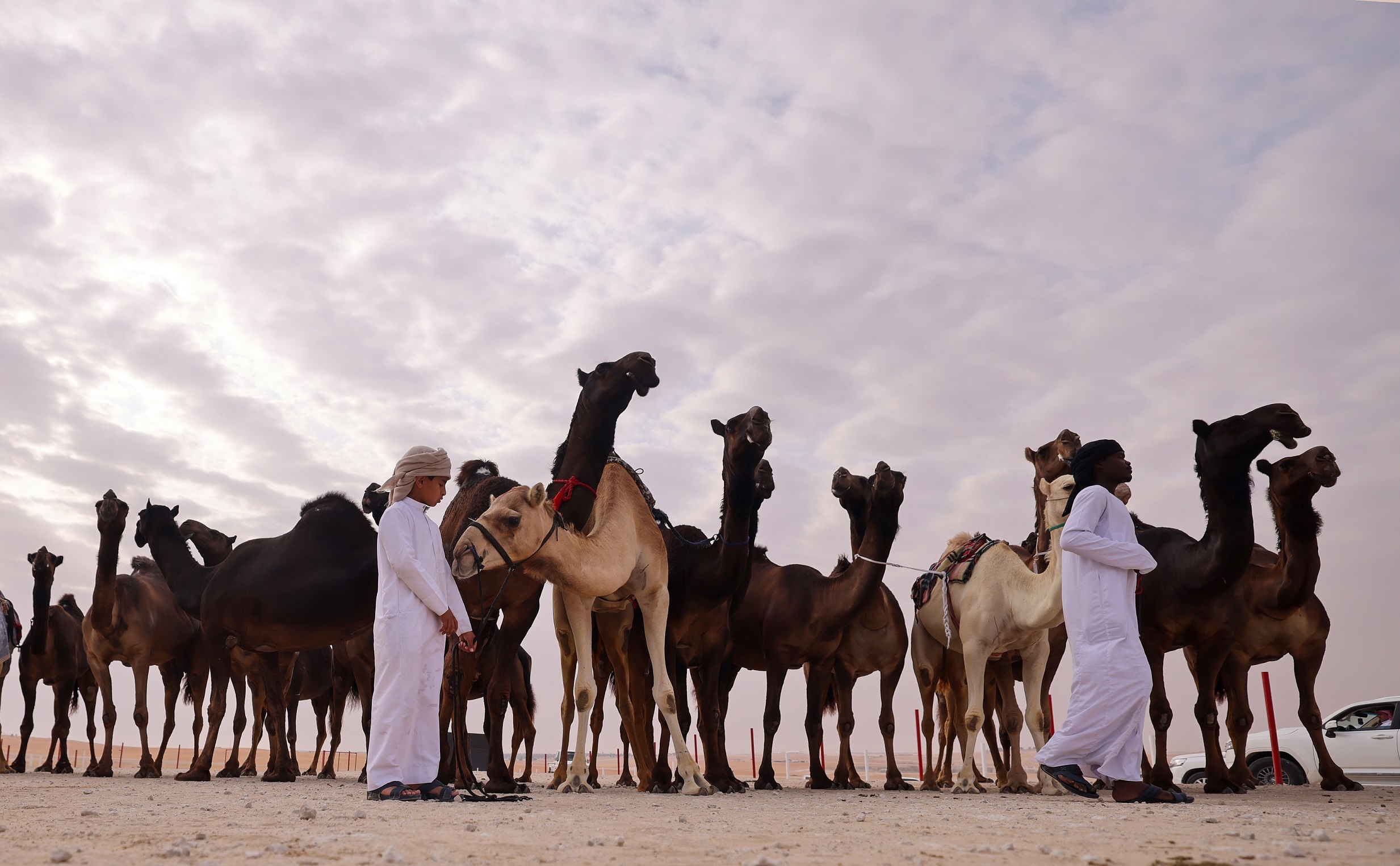 608 مطايا تشارك في شوطي «الجمل 20» للمحليات والمجاهيم بمهرجان الظفرة