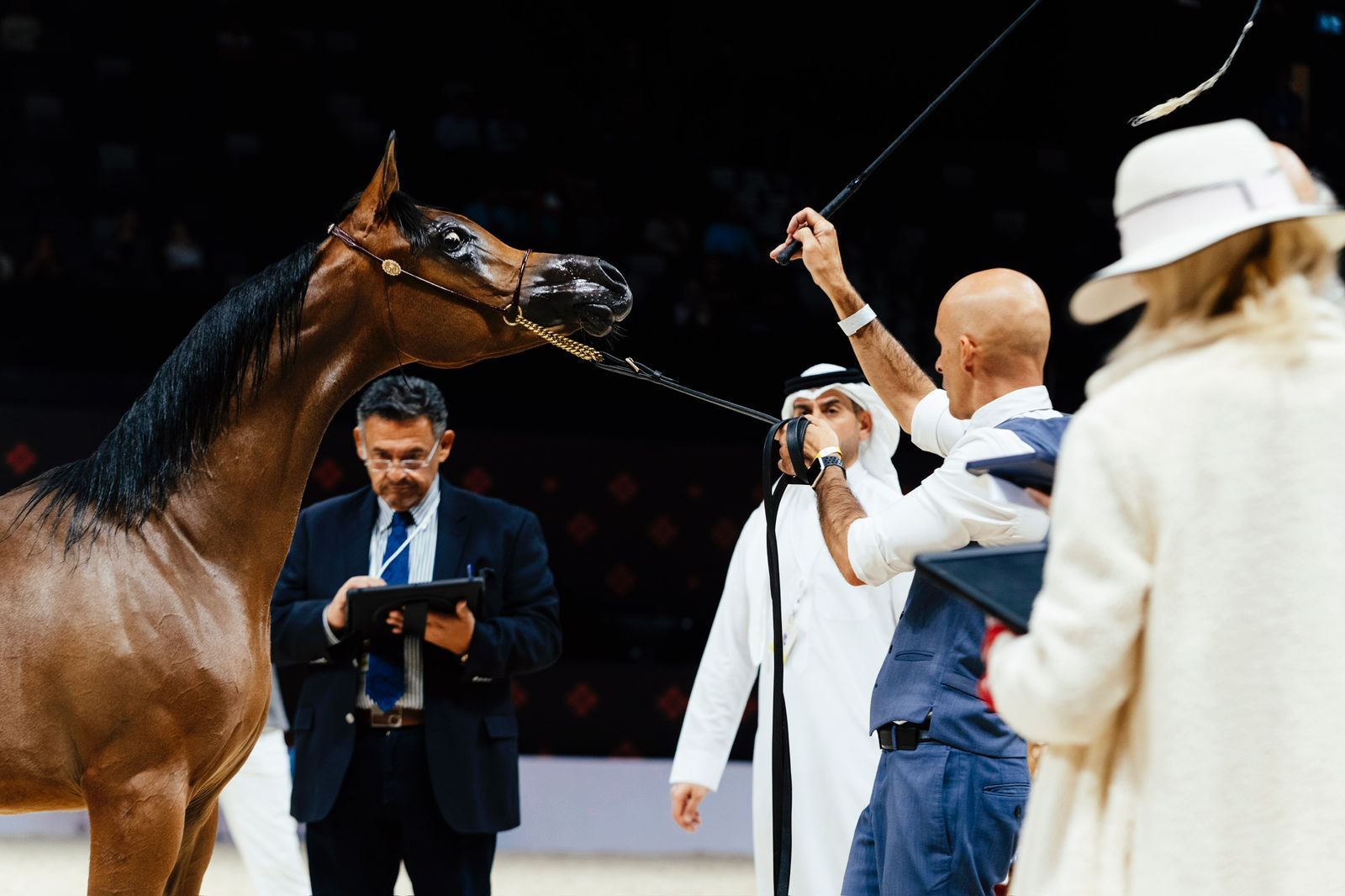 انطلاق فعاليات النسخة الـ 16 لبطولة أبوظبي الدولية لجمال الخيل العربية تايتل شو