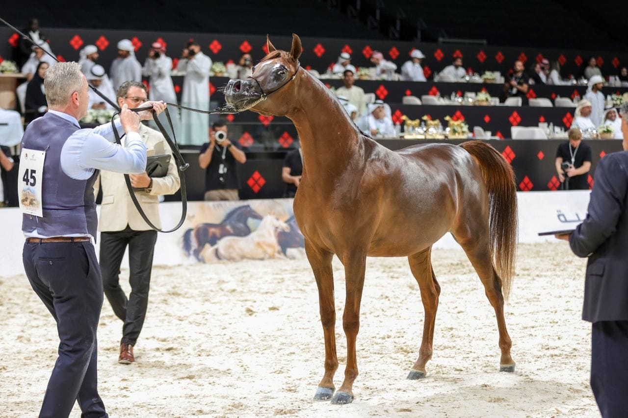 انطلاق فعاليات النسخة الـ 16 لبطولة أبوظبي الدولية لجمال الخيل العربية تايتل شو