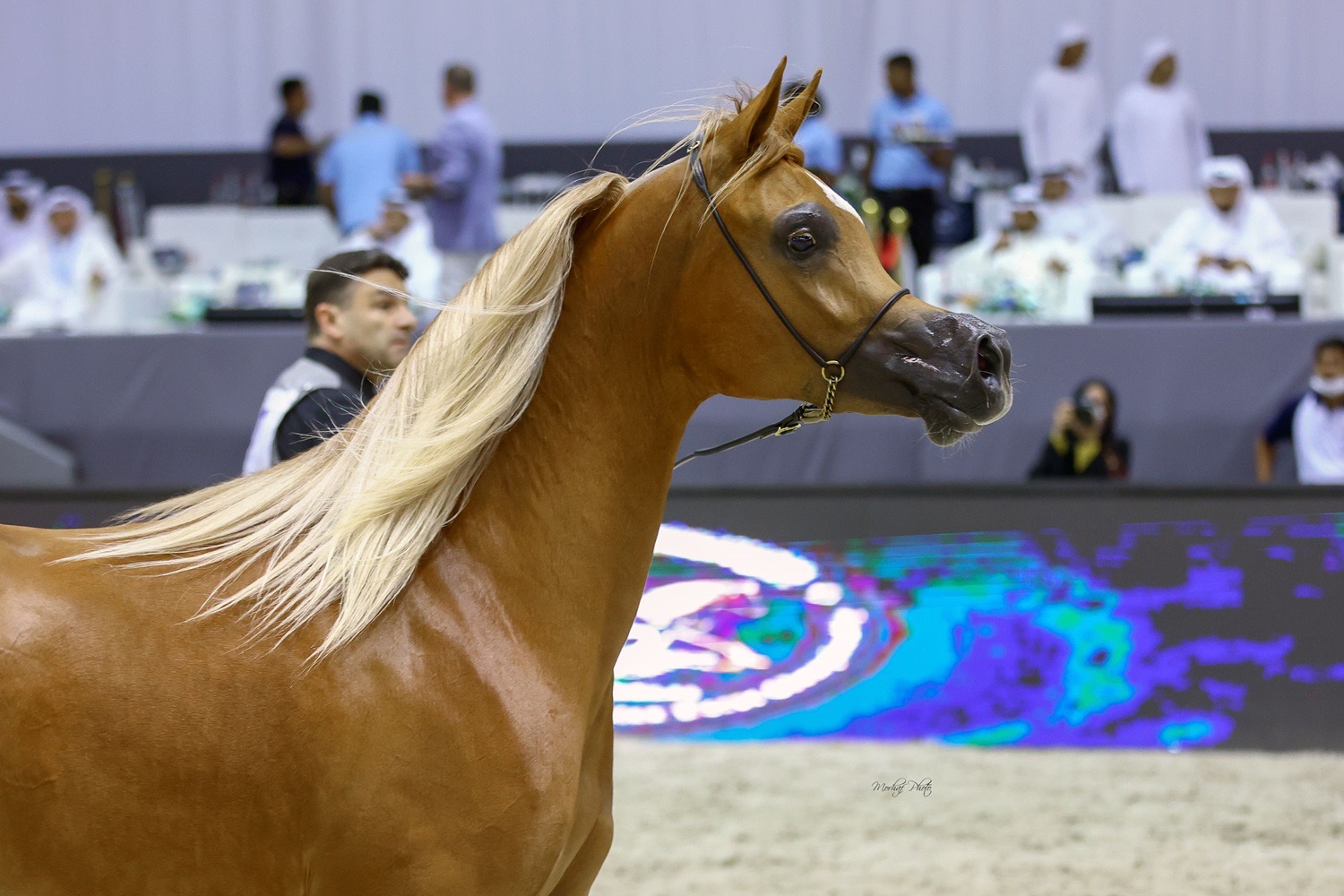 بطولة دبي الدولية للجواد العربي تشهد مشاركة 205 من أجمل الخيول العربية في نسختها لعام 2024