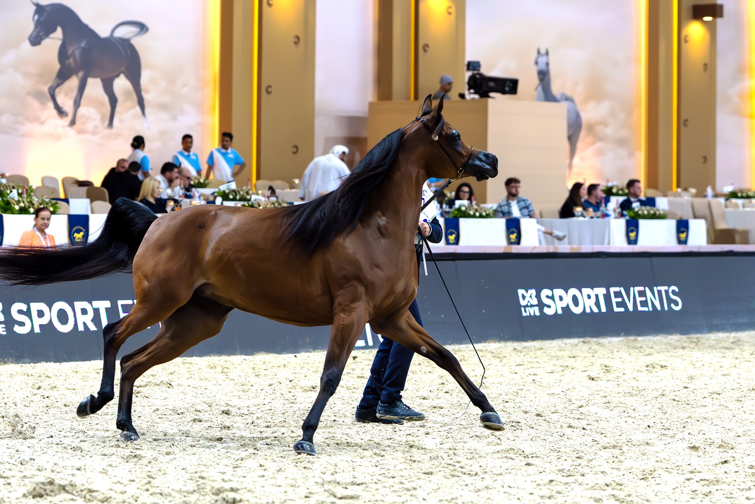 انطلاق النسخة الـ21 من بطولة دبي الدولية للجواد العربي بمشاركة أعرق سلالات الخيول العربية 