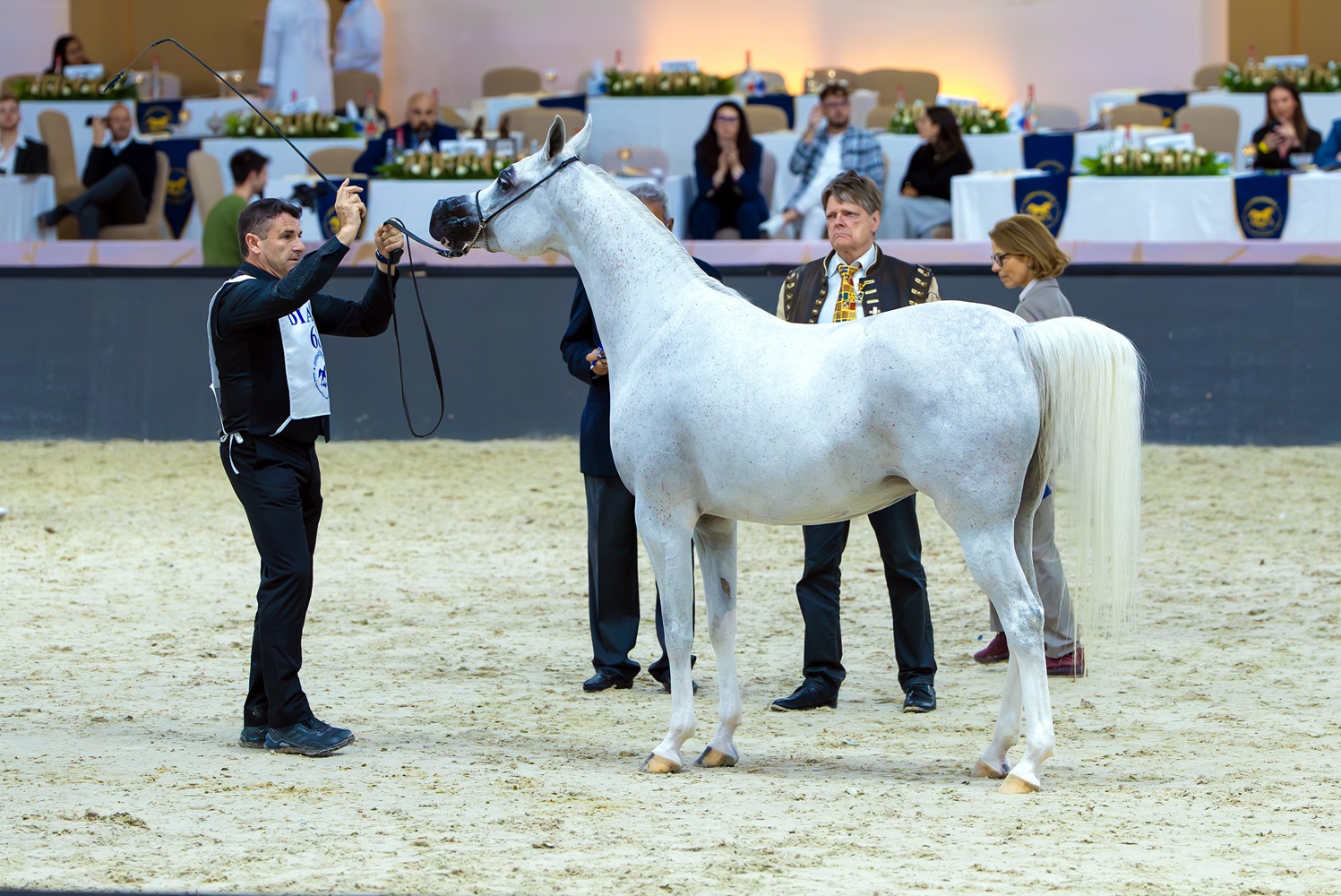 انطلاق النسخة الـ21 من بطولة دبي الدولية للجواد العربي بمشاركة أعرق سلالات الخيول العربية 