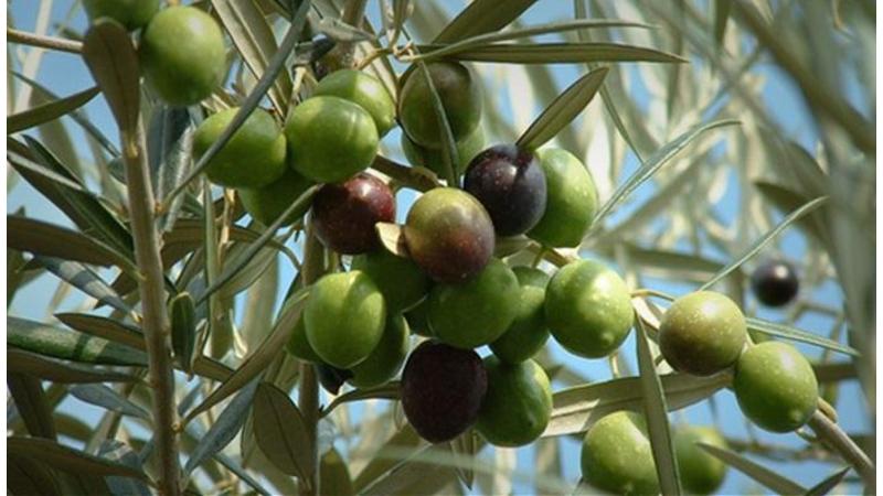 زراعة الكورة تحذر مزارعي الزيتون من الأجواء الخماسينية