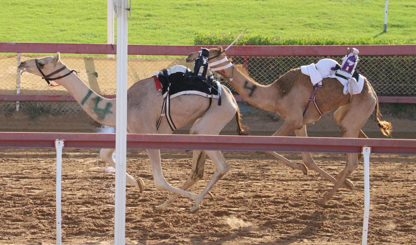 حماس وأثارة كبيرة لمنافسات سباق سن الفطامين بميدان الذيد