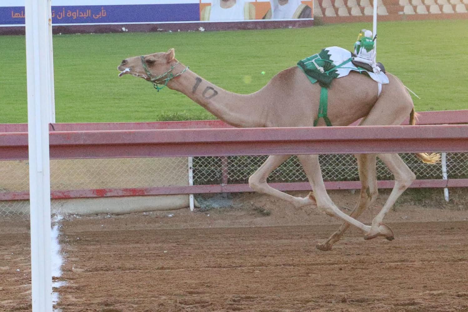 حماس وأثارة كبيرة لمنافسات سباق سن الفطامين بميدان الذيد