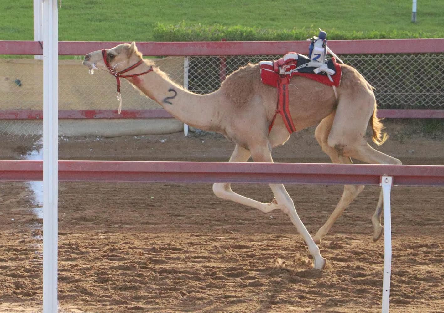 حماس وأثارة كبيرة لمنافسات سباق سن الفطامين بميدان الذيد