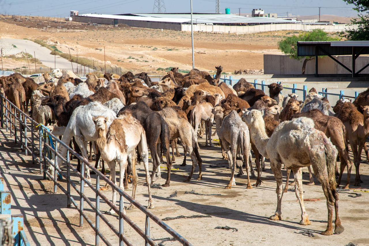 نحر ١٠٣ من الإبل ترحيبا وابتهاجا بزيارة جلالة الملك إلى محافظة الزرقاء