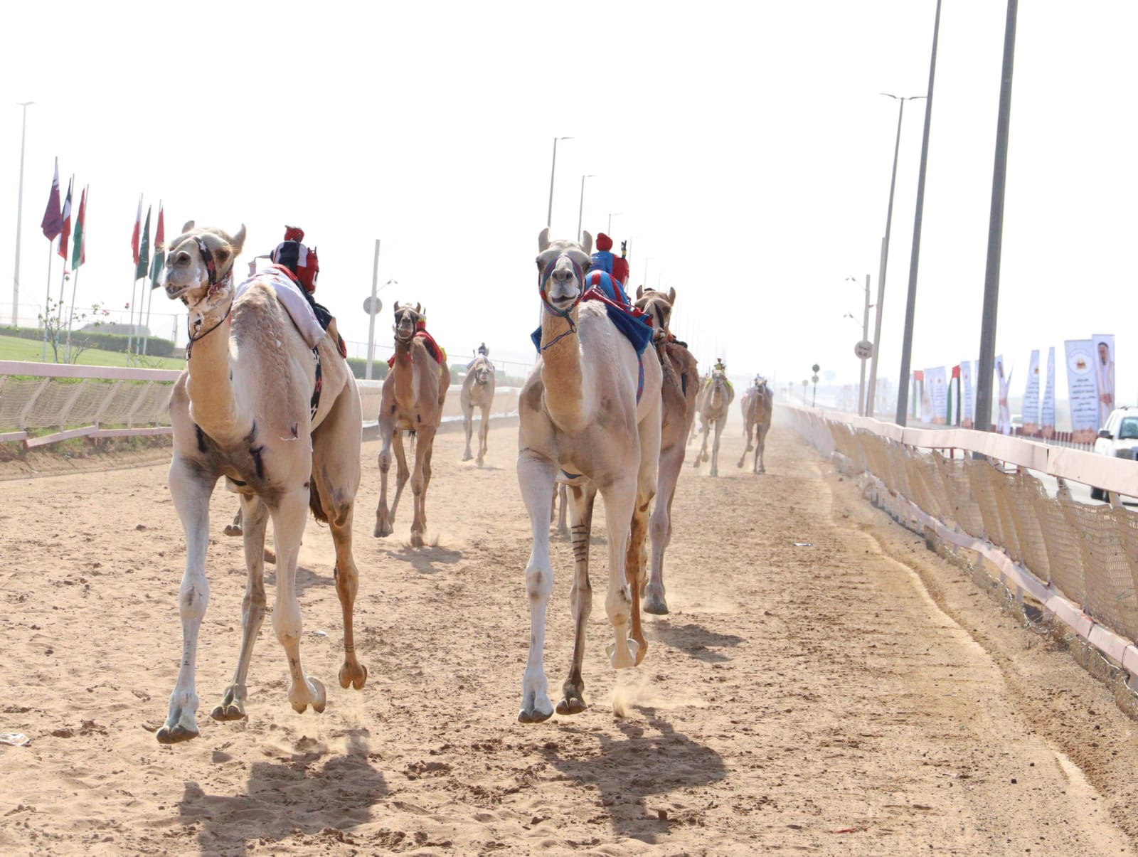 مهرجان حاكم الشارقة لسباقات الهجن ينطلق 3 نوفمبر القادم