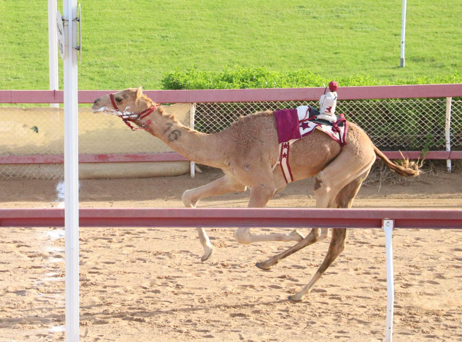 مهرجان حاكم الشارقة لسباقات الهجن ينطلق 3 نوفمبر القادم