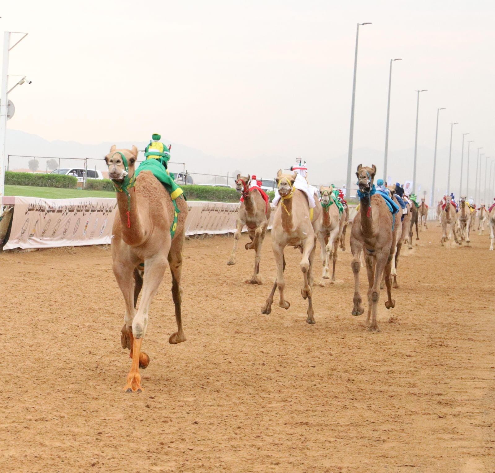 مهرجان حاكم الشارقة لسباقات الهجن ينطلق 3 نوفمبر القادم