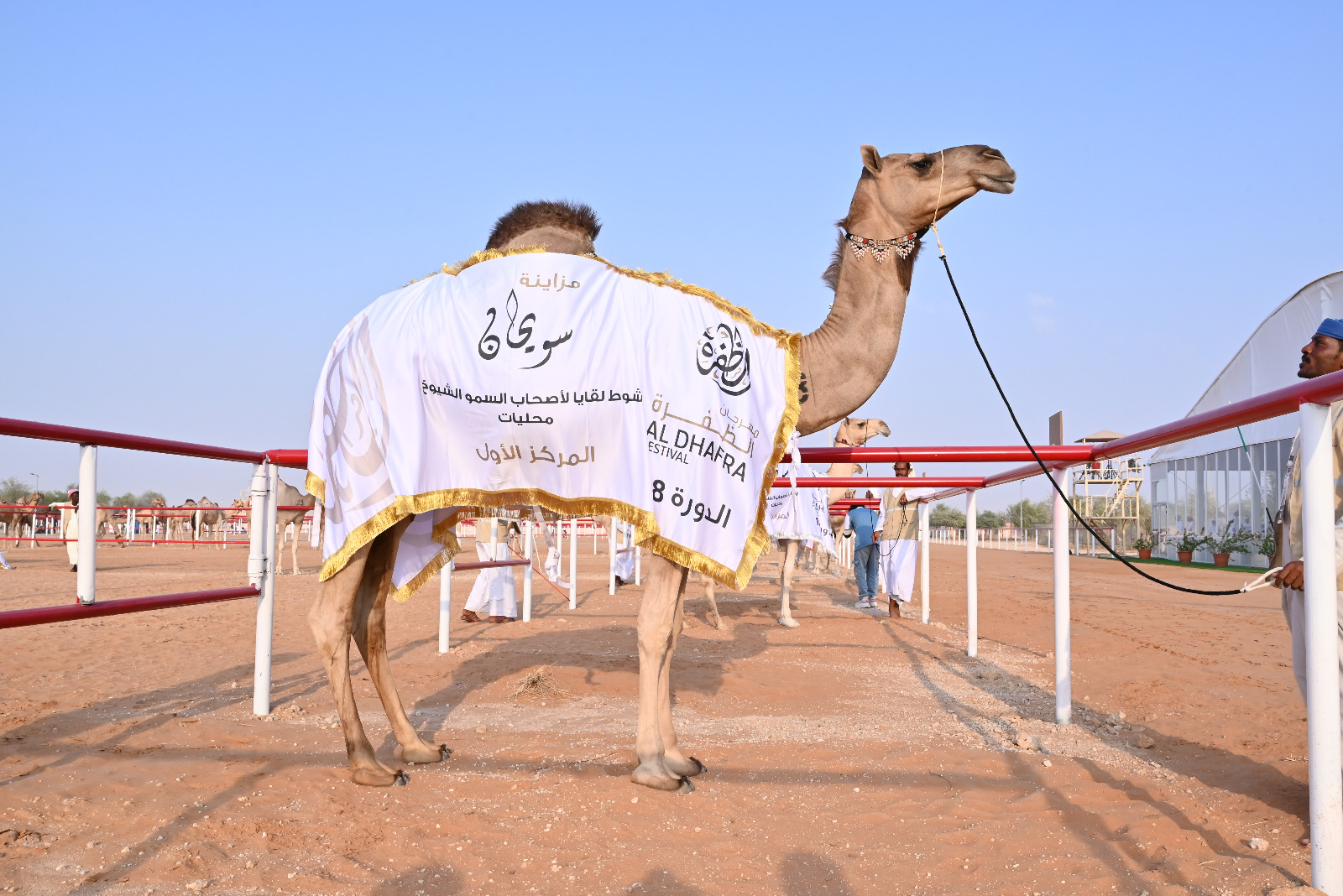 مهرجان الظفرة …مشاركة واسعة في أشواط سن اللقايا بمزاينة سويحان