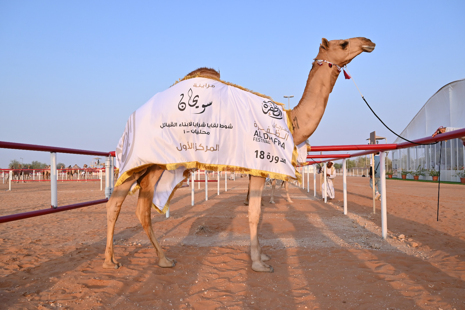 مهرجان الظفرة …مشاركة واسعة في أشواط سن اللقايا بمزاينة سويحان