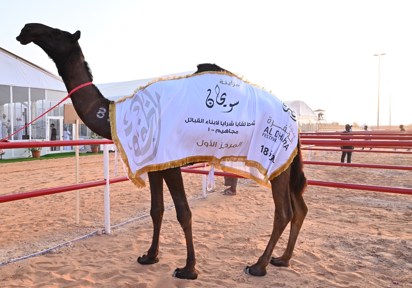 مهرجان الظفرة …مشاركة واسعة في أشواط سن اللقايا بمزاينة سويحان