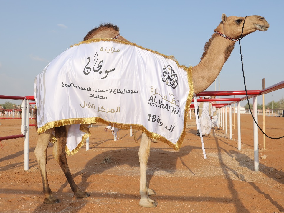 منافسات قوية في أشواط الإيذاع بمزاينة سويحان 