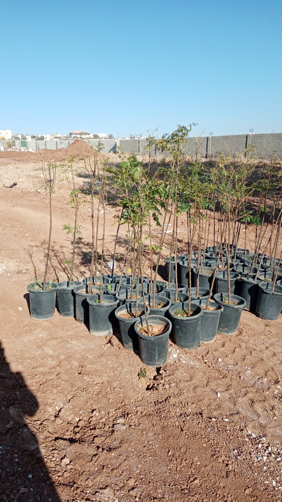 أطلقت هيئة شباب كلنا الأردن في مادبا الحملة الوطنية للتطوع تحت عنوان لأجل الأردن نتطوع  / مبادرة معا نستطيع