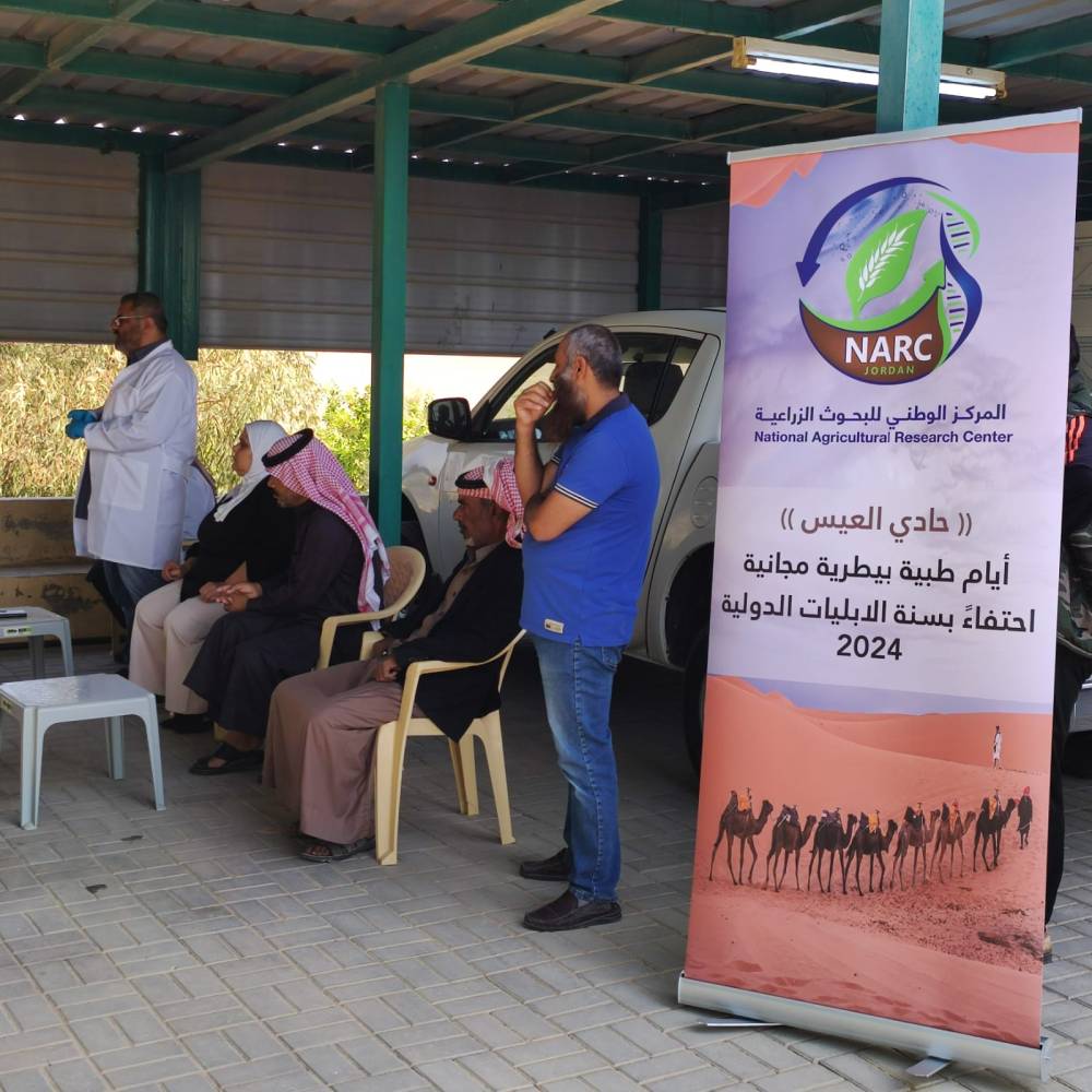 البحوث الزراعية يطلق ايام (حادي العيس) الطبية البيطرية لقطاع الإبل 