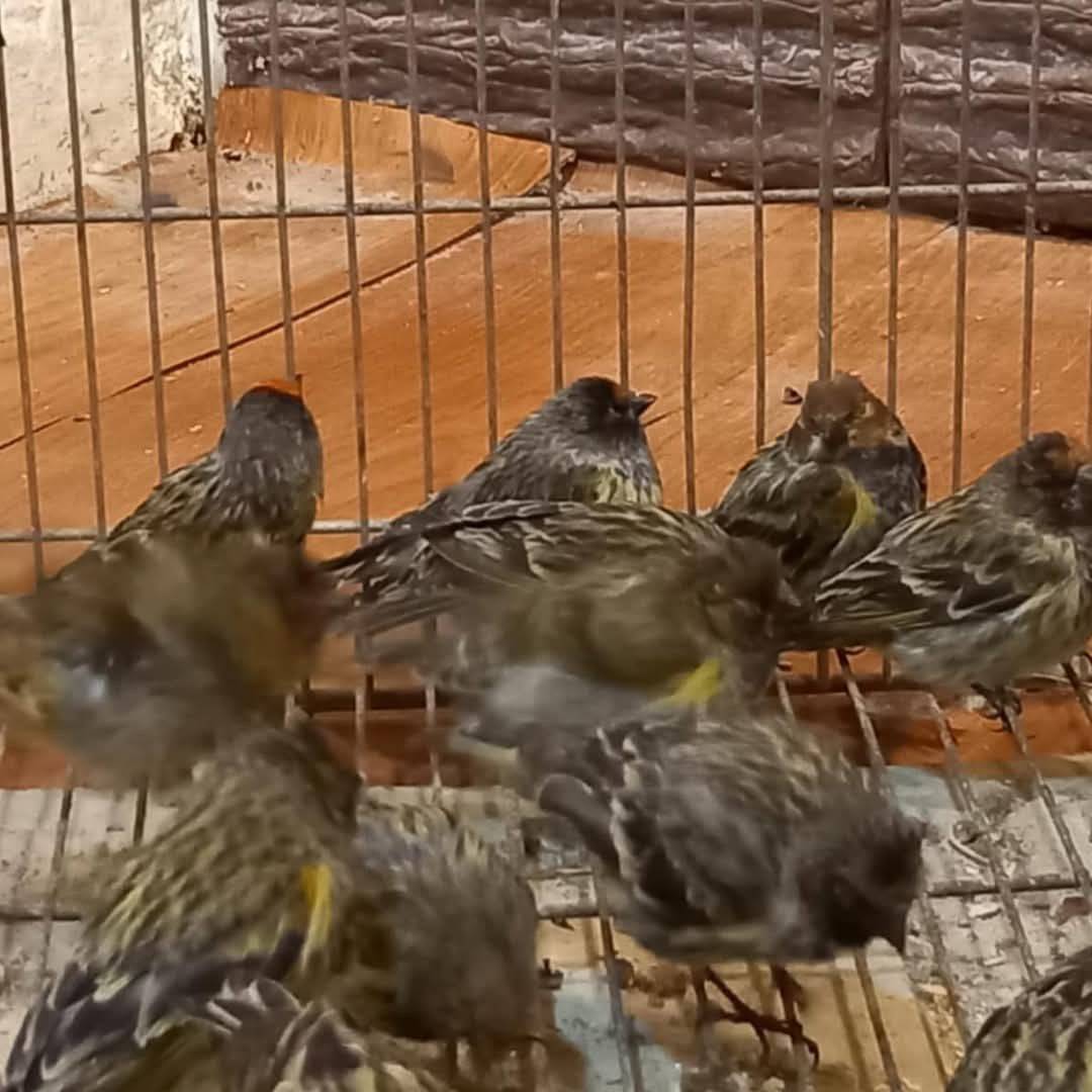 سلطة جودة البيئة: إعادة طيور برية مهربة الى الطبيعة بعد ضبطها بحوزة مواطن عبر معبر الكرامة
