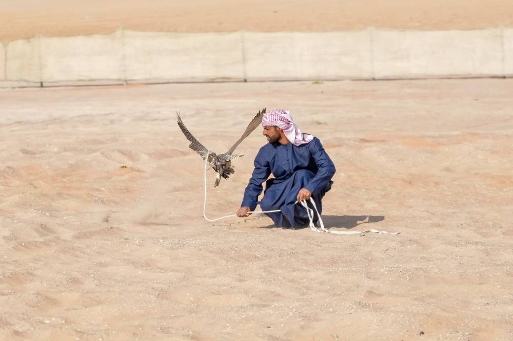 تواصل منافسات مسابقة مهرجان الظفرة للصيد بالصقور