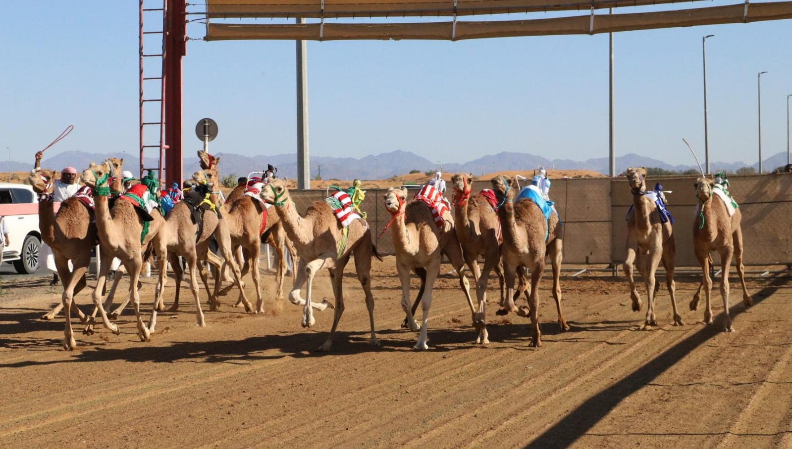 انطلاق منافسات سن الفطامين بميدان الذيد السبت 18يناير