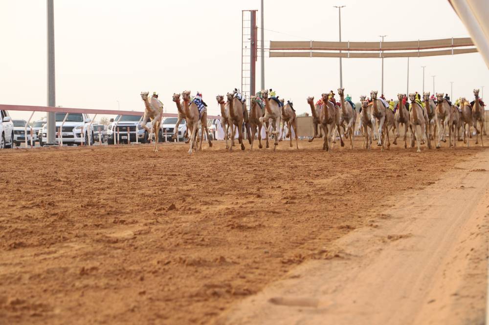 ألف مطية تشارك في سباق مكرمة صاحب السمو حاكم الشارقة لسن الفطامين