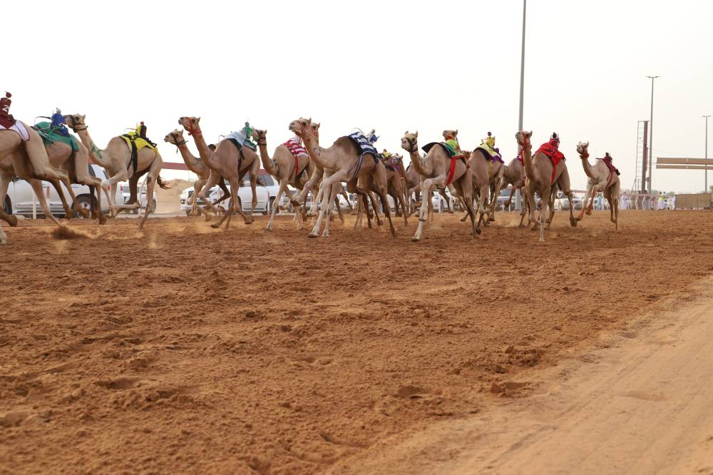 ألف مطية تشارك في سباق مكرمة صاحب السمو حاكم الشارقة لسن الفطامين