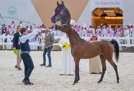 بدء تسجيل الخيول المشاركة في بطولة حائل الدولية لجمال الخيل العربية الأصيلة‎