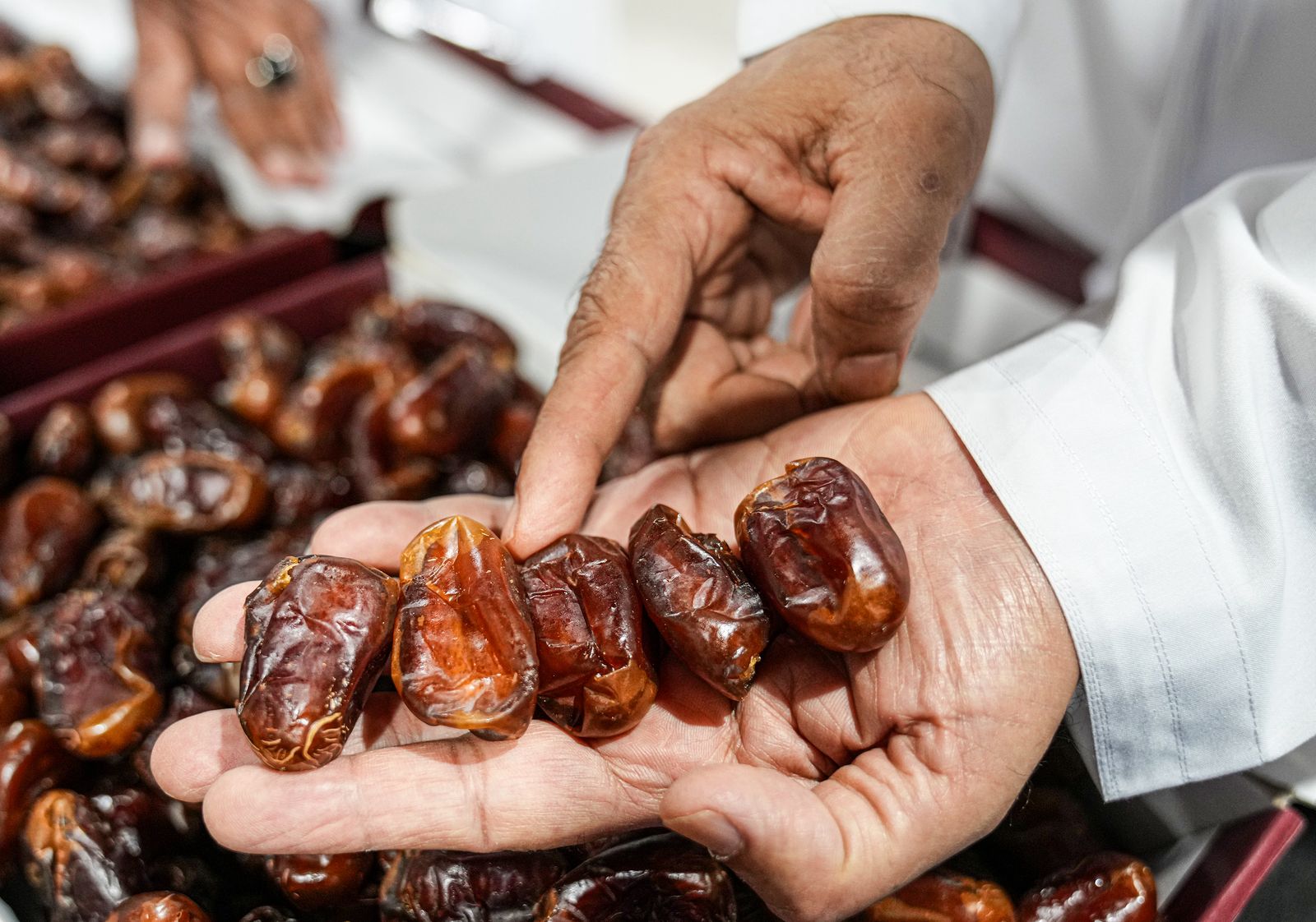 برعاية حمدان بن زايد.. انطلاق مهرجان ومزاد الظفرة للتمور