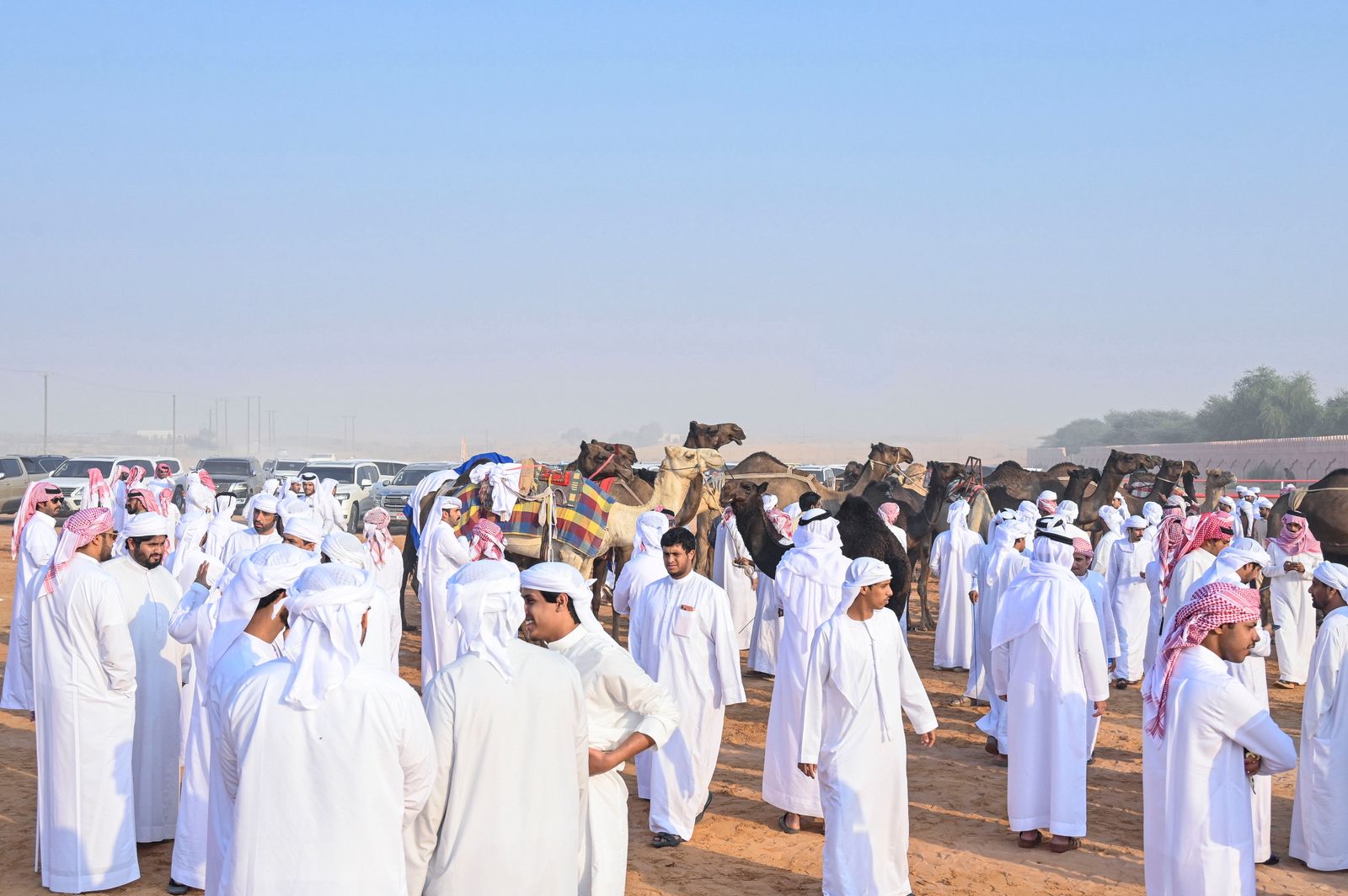 انطلاق منافسات مزاينة سويحان أولى محطات مهرجان الظفرة