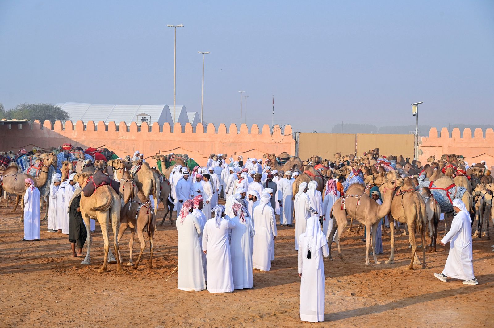 انطلاق منافسات مزاينة سويحان أولى محطات مهرجان الظفرة