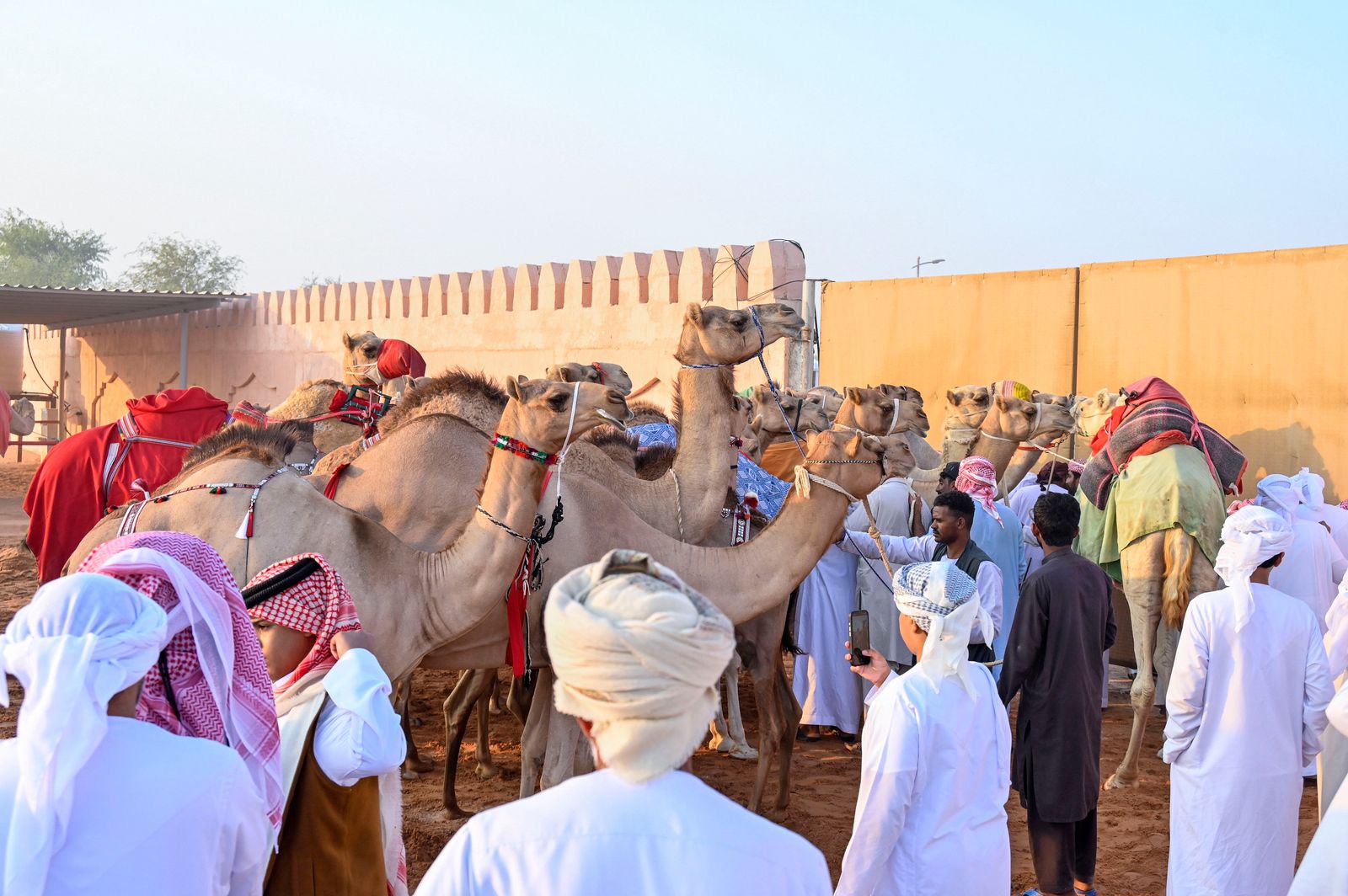 انطلاق منافسات مزاينة سويحان أولى محطات مهرجان الظفرة
