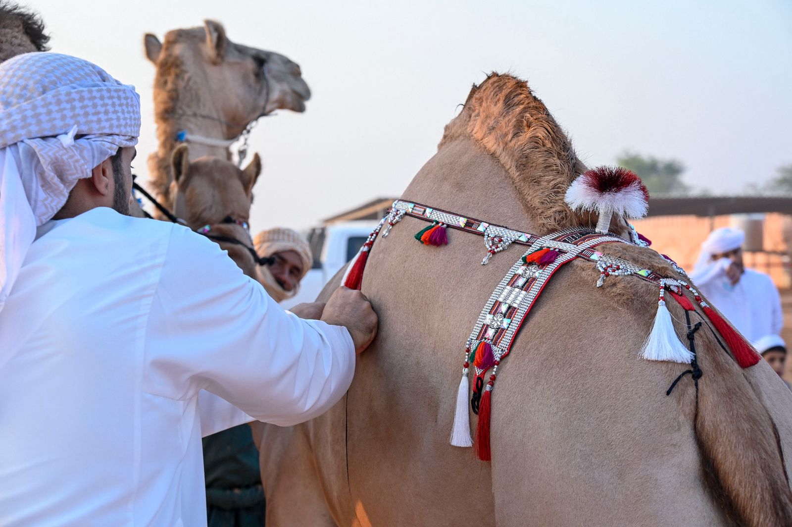 انطلاق منافسات مزاينة سويحان أولى محطات مهرجان الظفرة