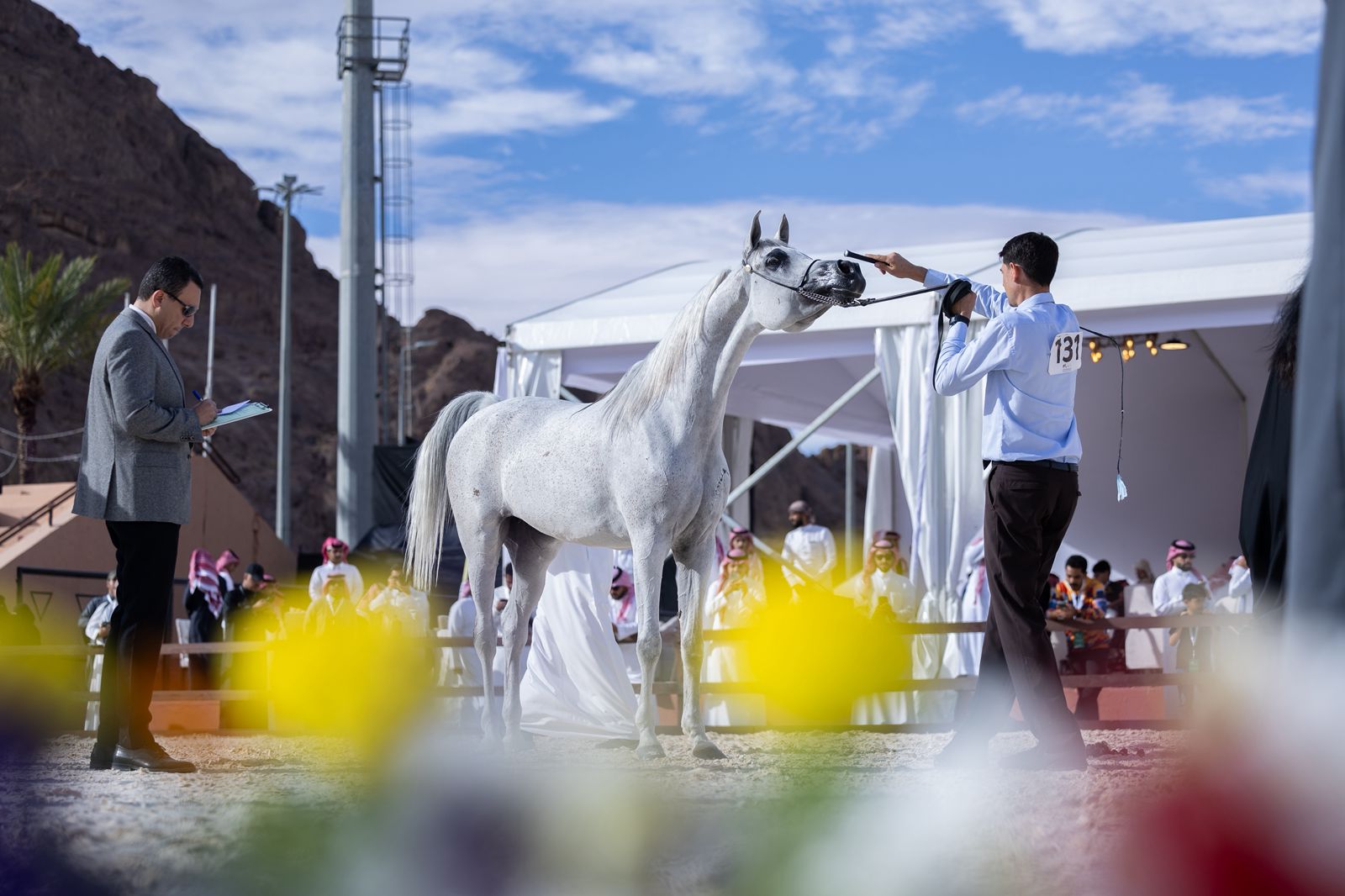 انطلاق بطولة حائل الدولية لجمال الخيل العربية الأصيلة في نسختها الرابعة الخميس القادم بمشاركة 315 خيلاً