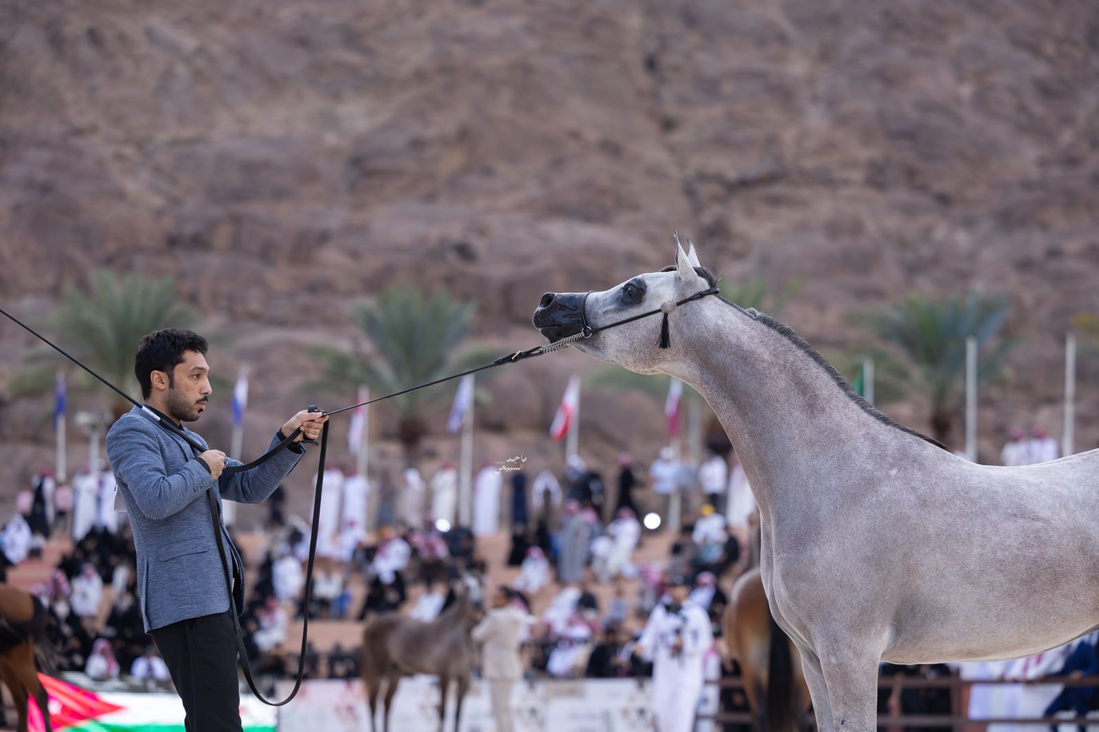 انطلاق بطولة حائل الدولية لجمال الخيل العربية الأصيلة في نسختها الرابعة الخميس القادم بمشاركة 315 خيلاً