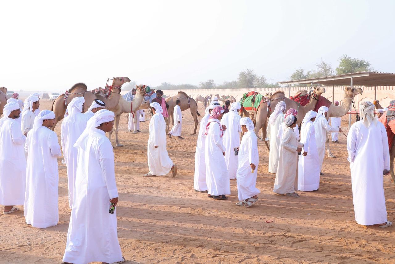 2400 مشارك في مزاينة سويحان المحطة الأولى في مهرجان الظفرة