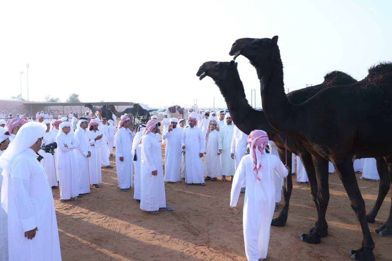 2400 مشارك في مزاينة سويحان المحطة الأولى في مهرجان الظفرة