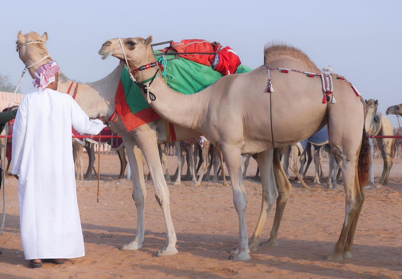 2400 مشارك في مزاينة سويحان المحطة الأولى في مهرجان الظفرة