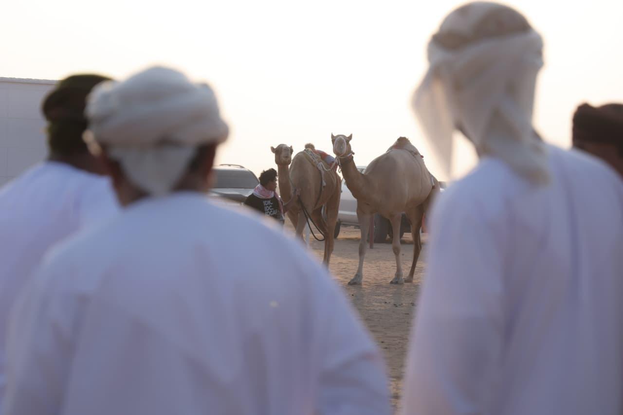 2400 مشارك في مزاينة سويحان المحطة الأولى في مهرجان الظفرة