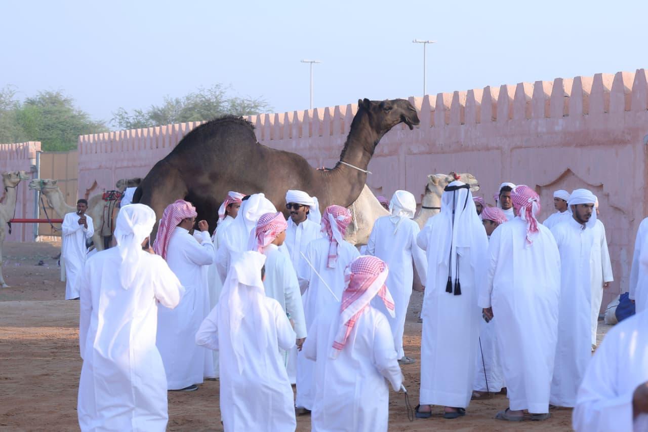 2400 مشارك في مزاينة سويحان المحطة الأولى في مهرجان الظفرة