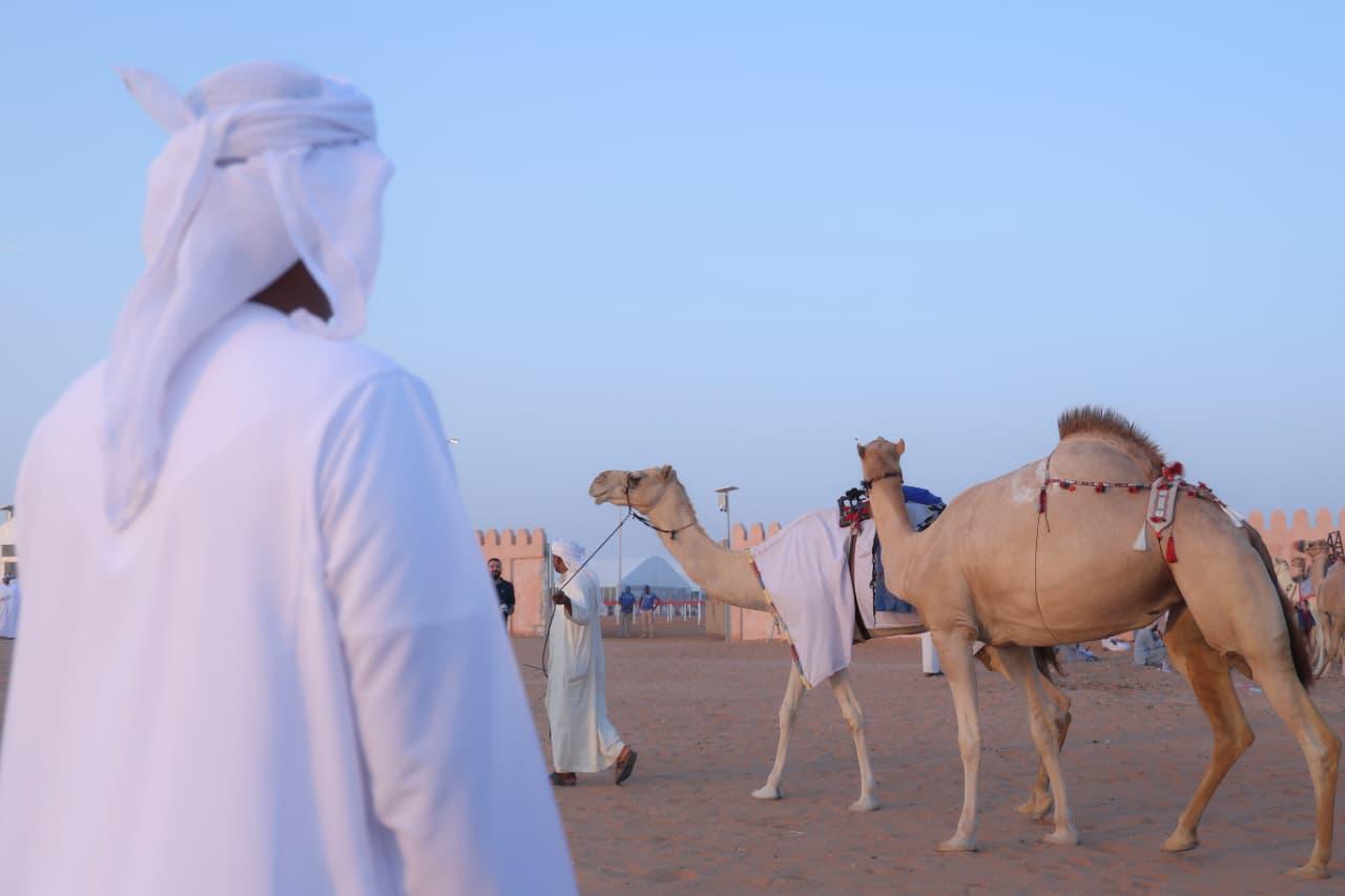 2400 مشارك في مزاينة سويحان المحطة الأولى في مهرجان الظفرة