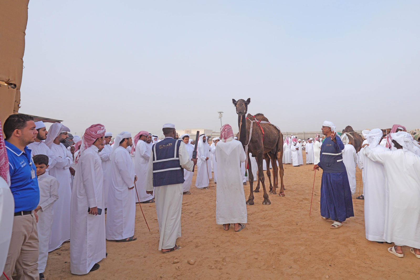 مزاينة رزين المحطة الثانية لمهرجان الظفرة تنطلق غداً
