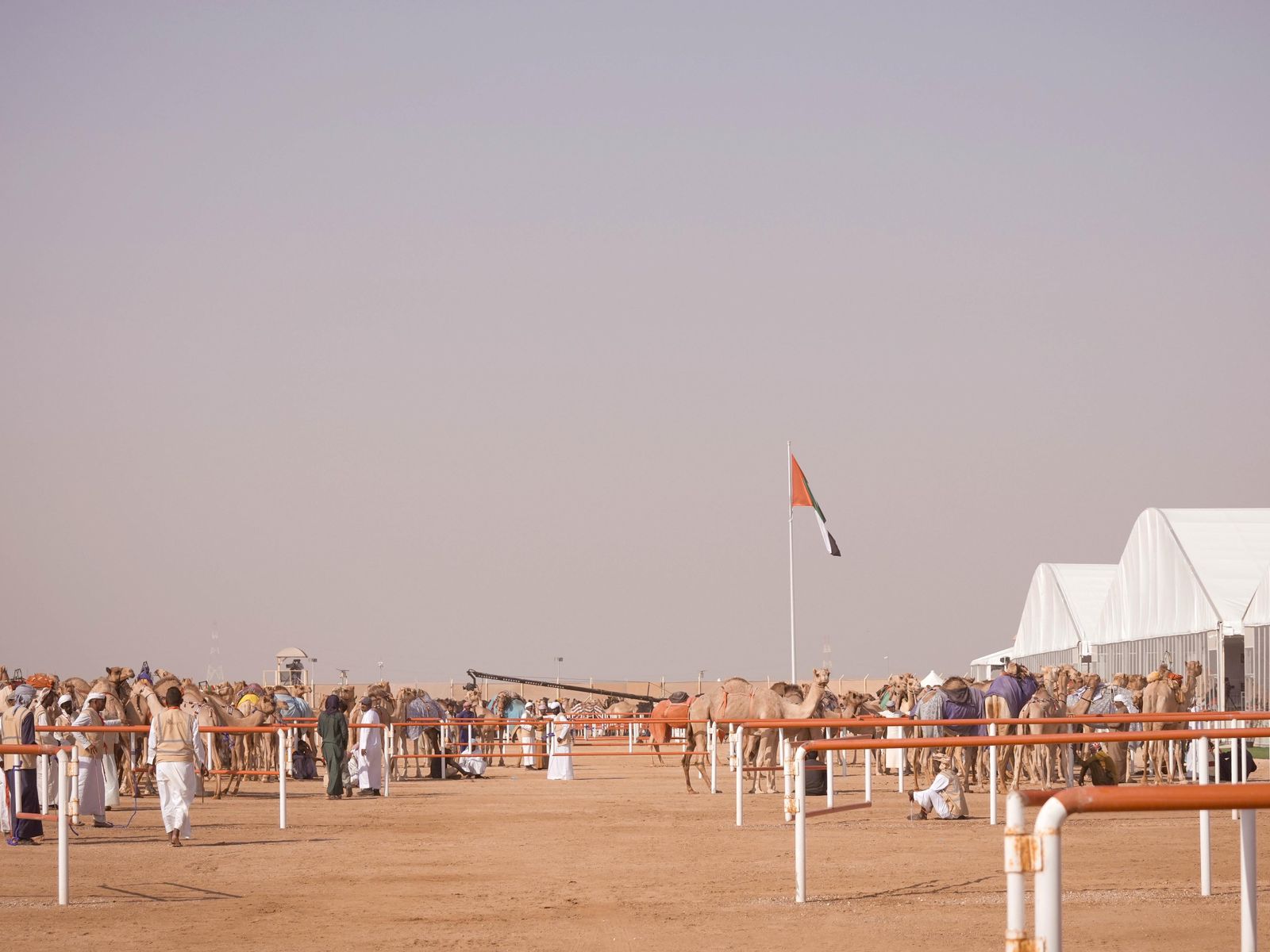 مزاينة رزين المحطة الثانية لمهرجان الظفرة تنطلق غداً