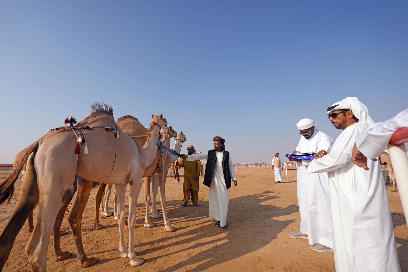 مزاينة رزين المحطة الثانية لمهرجان الظفرة تنطلق غداً