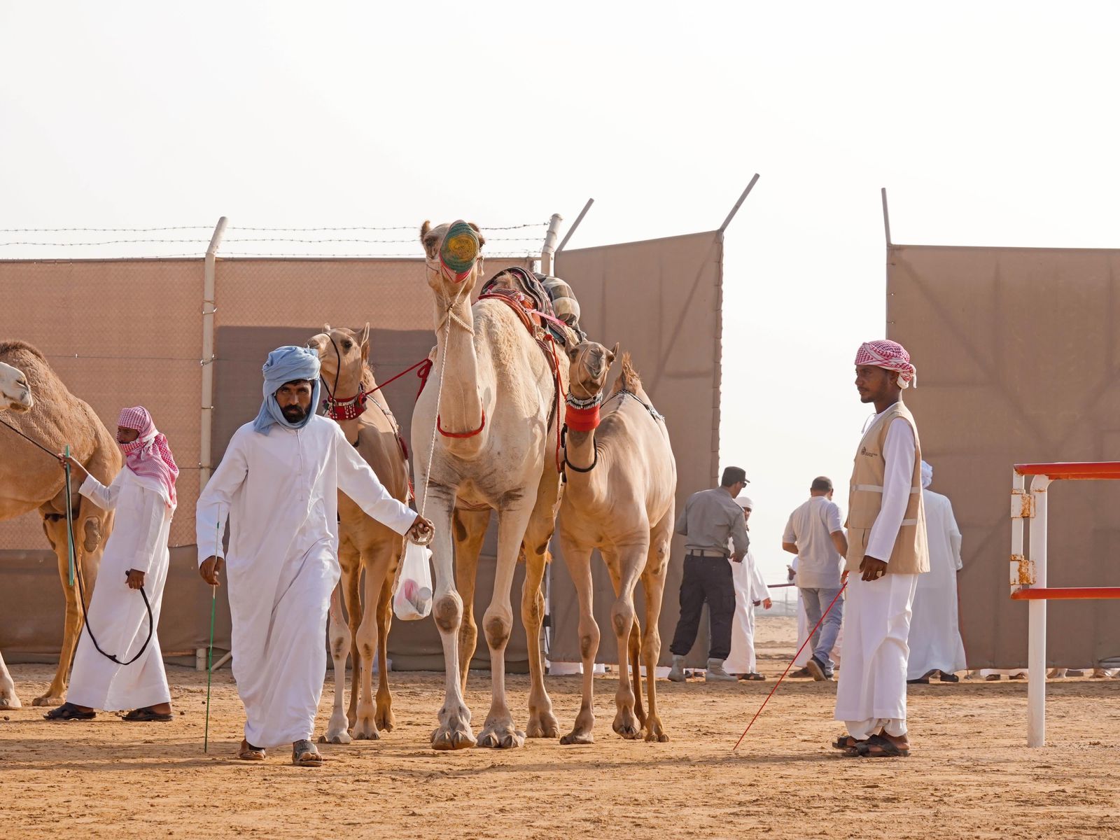 مزاينة رزين المحطة الثانية لمهرجان الظفرة تنطلق غداً