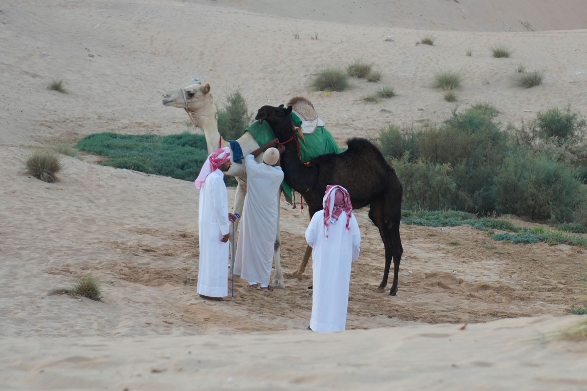 انطلاق منافسات مزاينة رزين ثاني محطات مهرجان الظفرة بدورته الـ 19