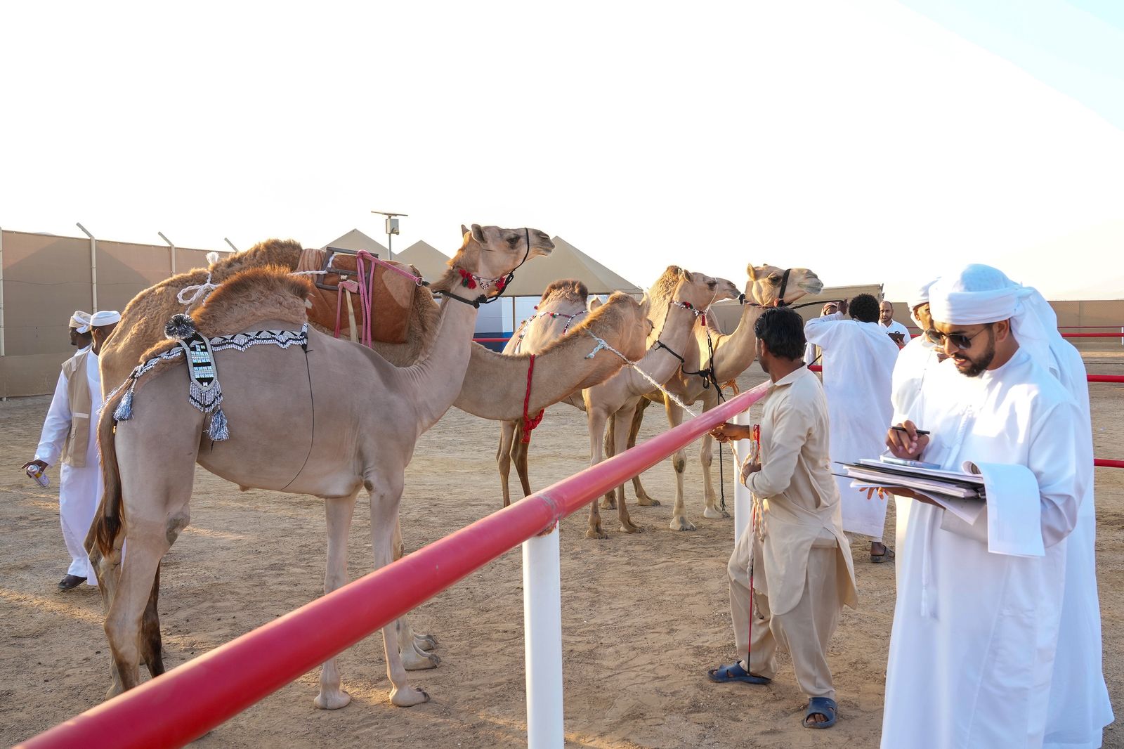 انطلاق منافسات مزاينة رزين ثاني محطات مهرجان الظفرة بدورته الـ 19