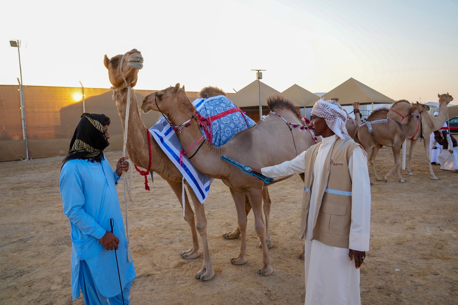 انطلاق منافسات مزاينة رزين ثاني محطات مهرجان الظفرة بدورته الـ 19