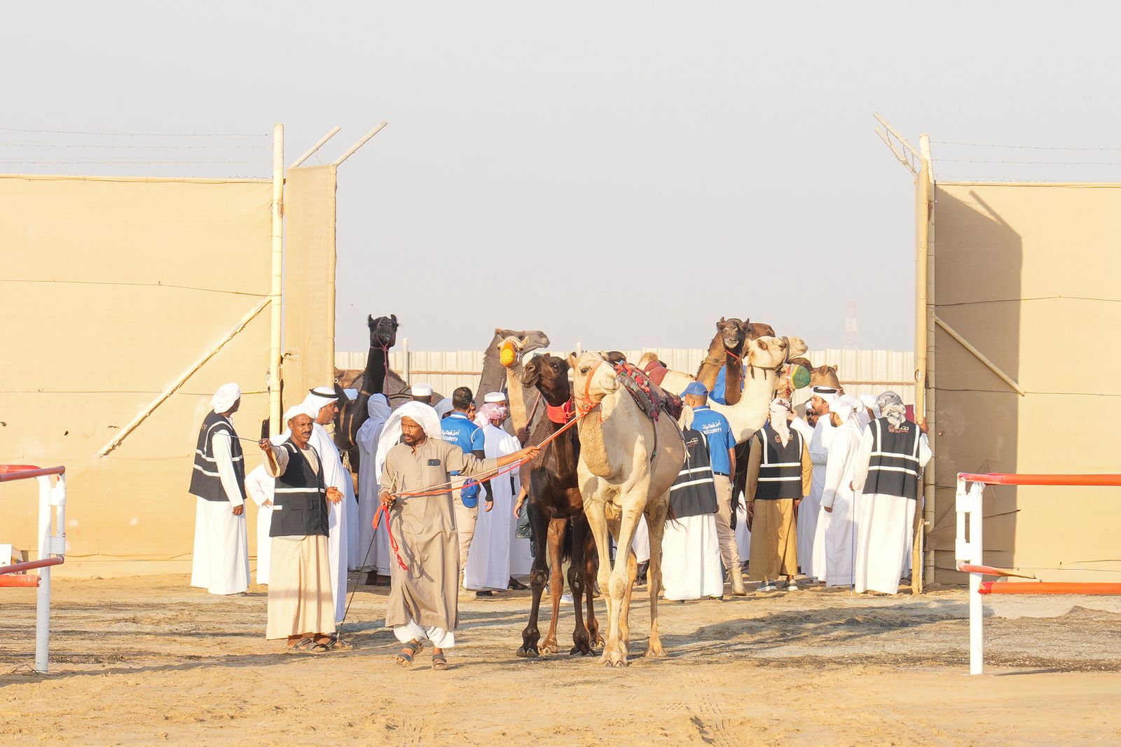انطلاق منافسات مزاينة رزين ثاني محطات مهرجان الظفرة بدورته الـ 19